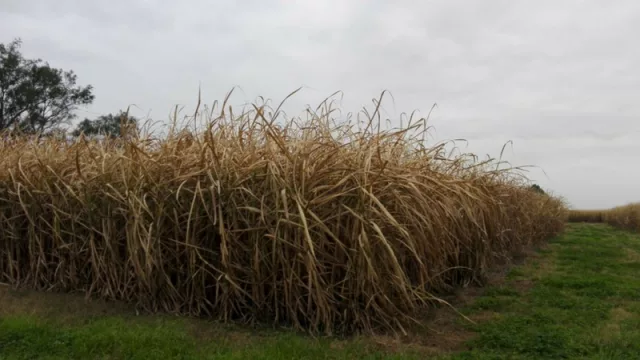 Alarma en productores: heladas afectarían cultivos de caña de azúcar además de soja, trigo y maíz