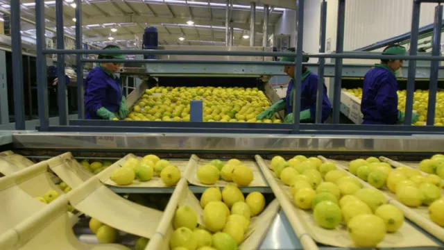 Con el ingreso de limón a Colombia, Tucumán recaudará más de U$S2 millones