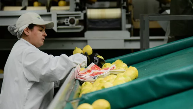 Otra buena noticia para el limón tucumano: comenzará a ser exportado a Colombia