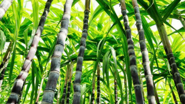 Con sello provincial: Tucumán patentó una nueva variedad de caña de azúcar