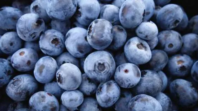 Brindan capacitación a productores y empaquetadores de Tucumán sobre la exportación de arándanos a China