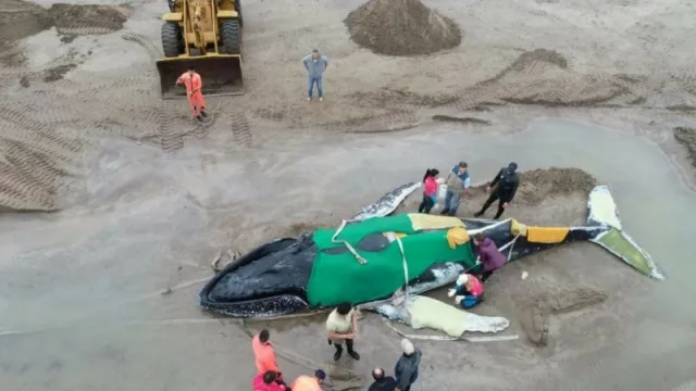 Un buen gesto: La ballena y la RSE de las empresas locales