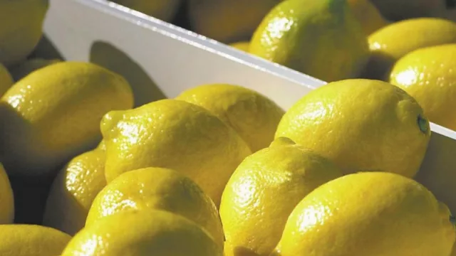 Luego de casi dos décadas, los limones tucumanos ya tienen fecha para su regreso a EE UU