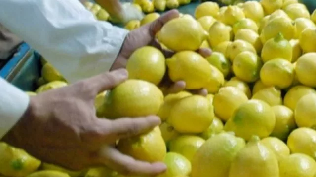 Técnicos de Estados Unidos llegan a Tucumán para un control de calidad a los limones de exportación