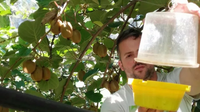 Buscan certificar la calidad de los kiwis que se producen en General Pueyrredon