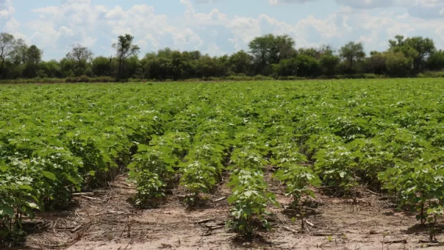 Ya camina Expo Pioneros, la plataforma de negocios del Chaco Sudamericano