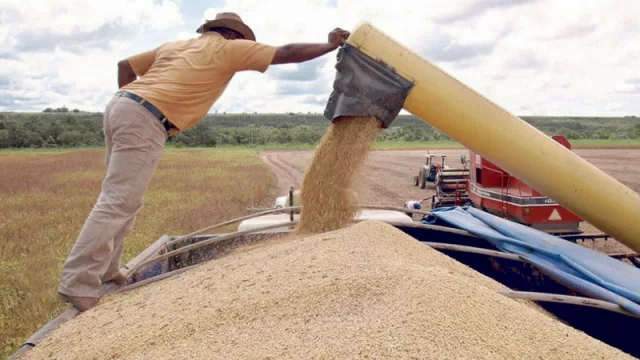 Se acabó el sueño: en Tucumán la soja ya no es el cultivo más rentable