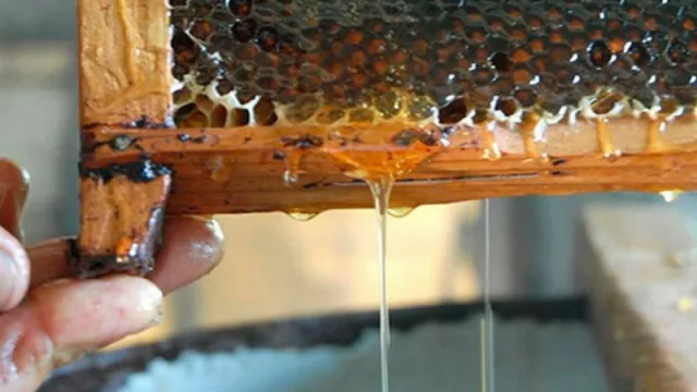 Atención apicultores: Brasil vuelve a recibir miel argentina después de 10 años