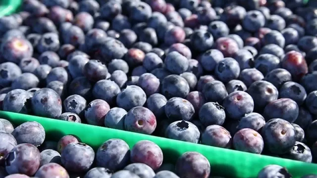 China, que importa más de 10 toneladas de arándanos anuales, le abre la puerta de su mercado a Tucumán