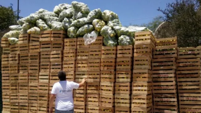 Otro golpe a la industria citrícola: destruyeron 12 toneladas y media de limones para prevención del HLB