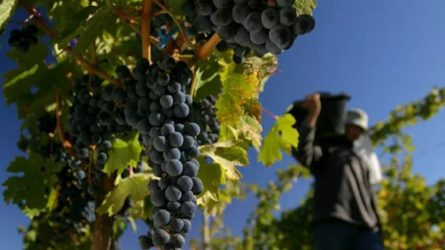 El Gobierno salteño se pronunció contra la suba del impuesto al vino impulsada por Nación