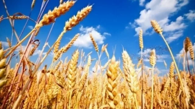 Productores de trigo de Tucumán accederán a análisis gratuito de calidad del cereal