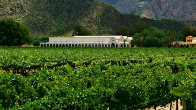 Para bodegueros salteños, el impuesto al vino “es como una resolución 125 para la vitivinicultura”