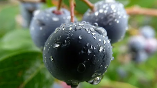 El arándano ¿clave para la economía tucumana de los próximos años?