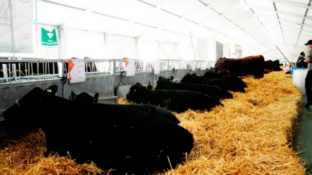 La mayoría de los inversores desconoce que la Ley de Promoción Pecuaria se encuentra en plena vigencia