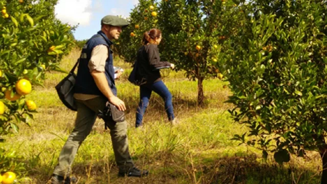 Realizan una consulta pública para elaborar el plan de lucha contra el HLB y blindar a Tucumán
