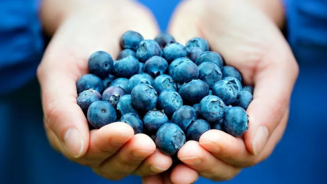 Crecieron un 30% más las exportaciones de arándanos respecto a 2016