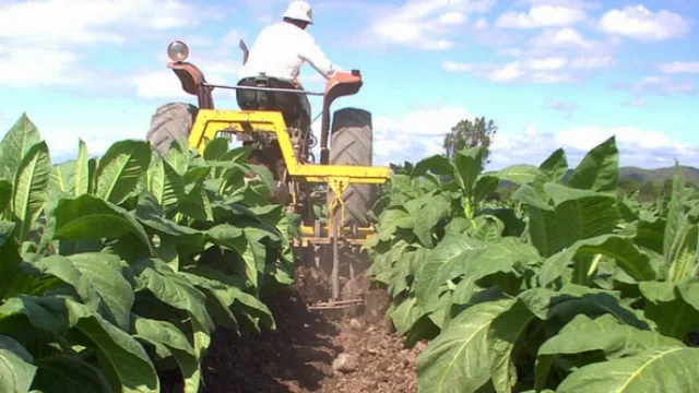 Tabacaleros de Tucumán reclaman a la Nación el envío de fondos