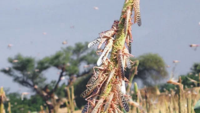 Las langostas pueden complicar la economía de todo el NOA