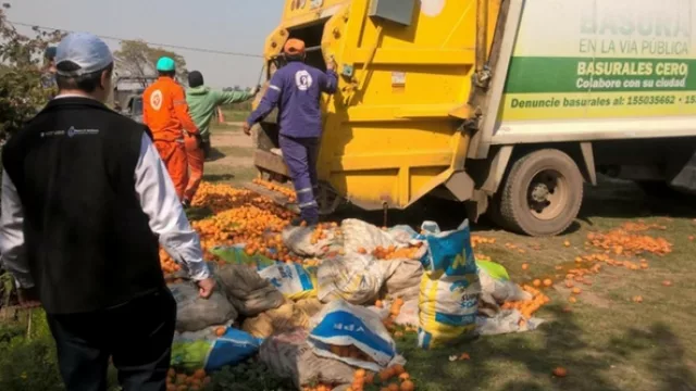 Blindaje a Tucumán contra el HLB: destruyeron 17 toneladas de cítricos