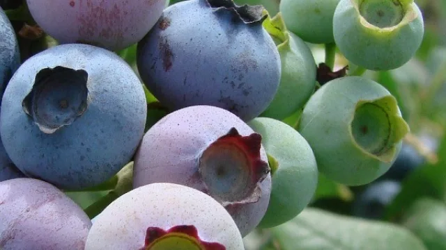 Ultiman detalles para las exportaciones de arándanos tucumanos