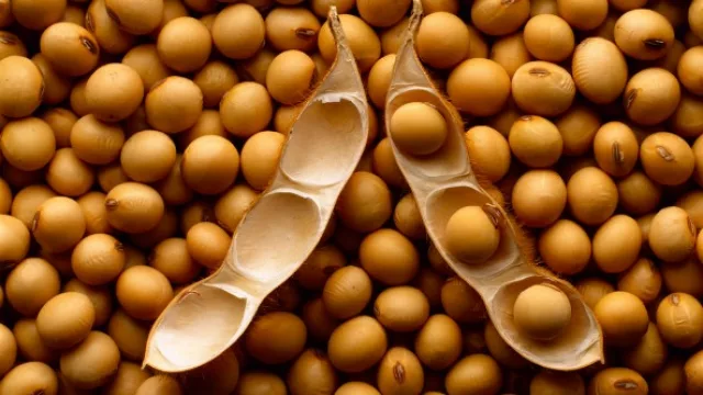 Plan Belgrano: los productores tucumanos cobrarán $6387 por tonelada de soja