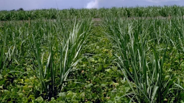 Tucumán se prepara para recibir la Jornada de Malezas del Norte 2017 (asistirán especialistas nacionales)
