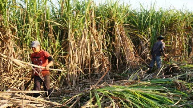 El monotributo ya tiene media sanción y espera su tratamiento en la Cámara Baja