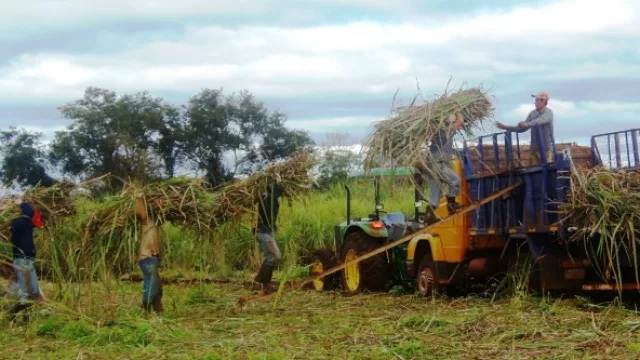 Fin de la zafra: el análisis económico del INTA