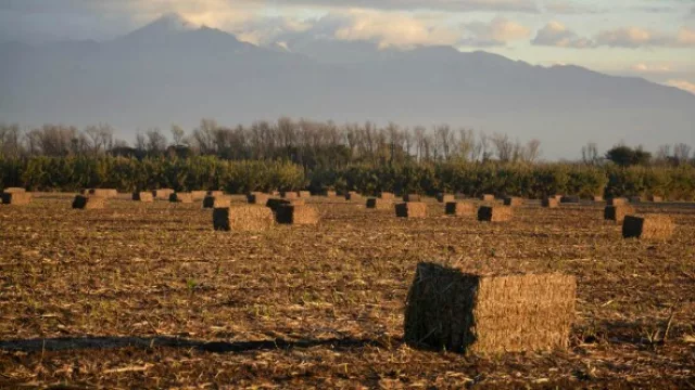 La empresa Ledesma amplía su actividad creando una empresa de energía renovable