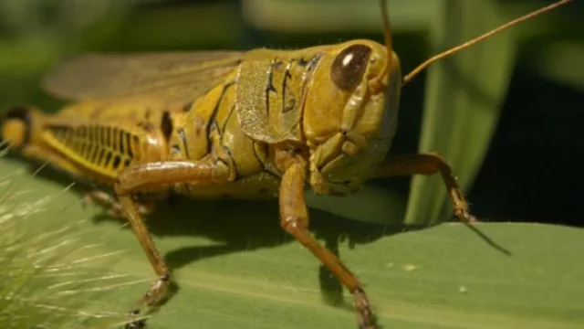 La plaga de langostas en Tucumán sigue avanzando