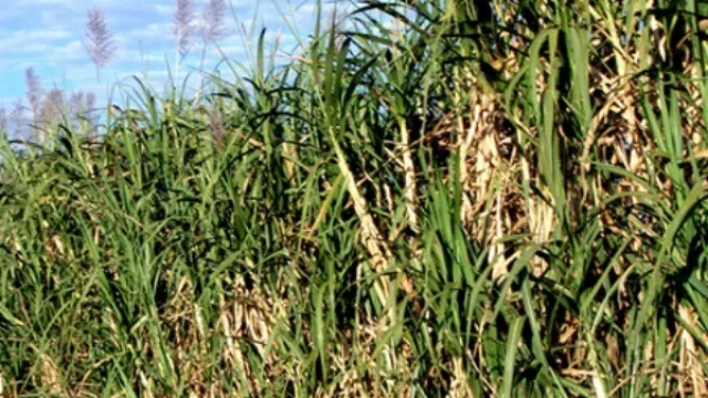 Con los nuevos productos que derivan de la caña, vaticinan un futuro magnífico para los productores