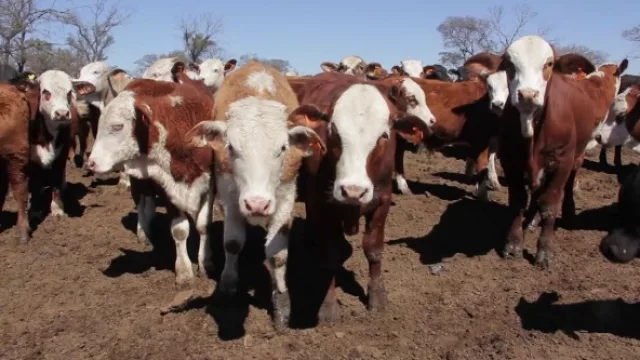 Un vampiro con rabia complicó la venta de animales de Tucumán