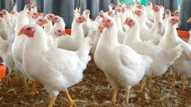 ¿Querés invertir? Tucumán es una provincia ideal para el desarrollo de la avicultura