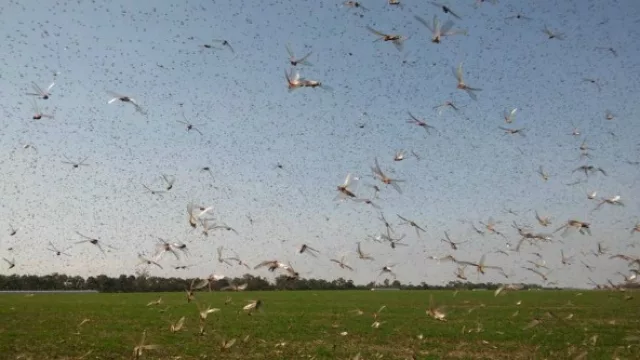 Una manga de langostas amenaza cultivos en Tucumán (denuncias en Taco Ralo y Lamadrid)