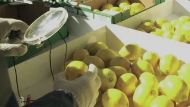 La primera exportación de limones llegó a México
