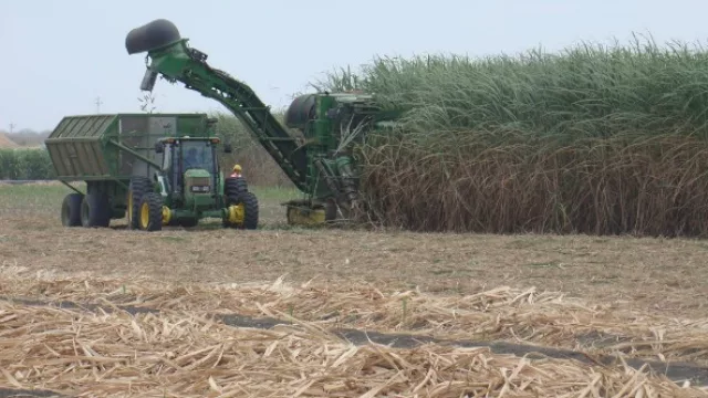 Tucumán cosechó el 66 por ciento de la caña de azúcar
