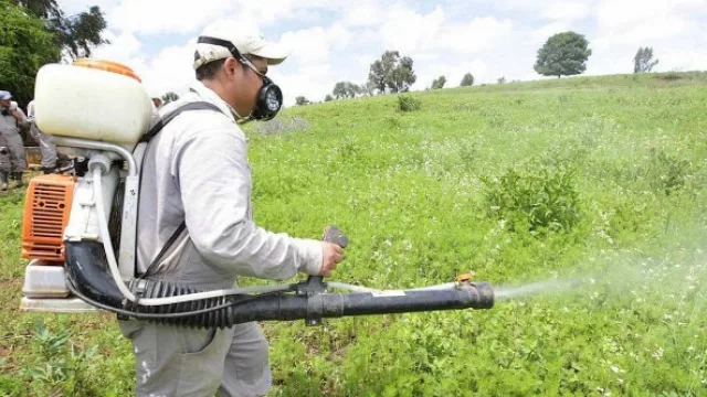 En Tucumán toman medidas para prevenir el HLB
