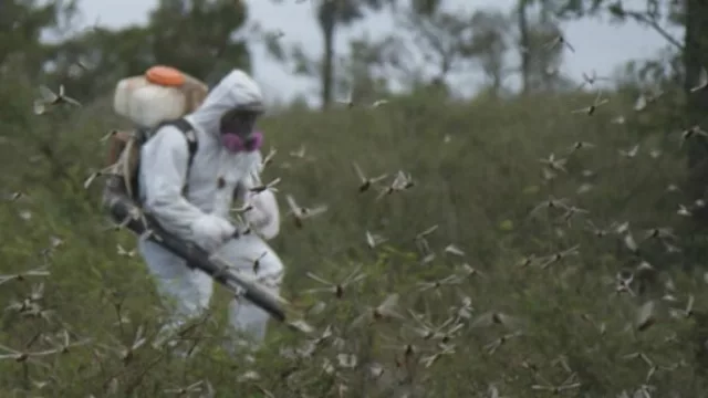 Las langostas son oficialmente un problema grave: declaran la Emergencia Fitosanitaria hasta 2019
