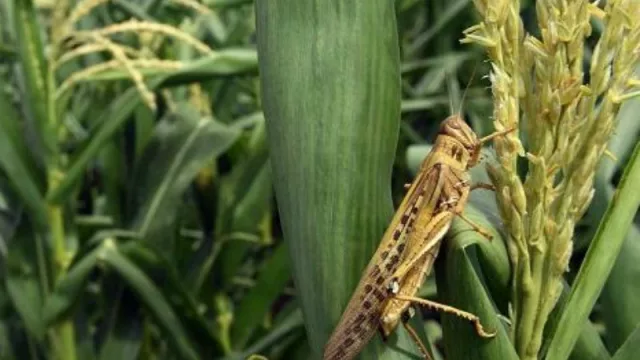 La manga de langostas se sigue expandiendo (Tucumán y el NOA se preparan para combatirla)