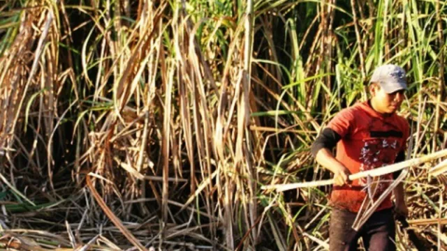 Gracias al trabajo del INTA se conformaron nuevos actores cooperativos en la actividad cañera