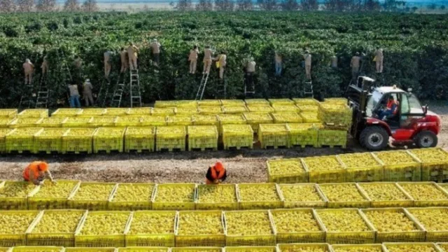 Después de la llegada de limones tucumanos a Brasil, la empresa tucumana Citrusvil se destacó en Miami