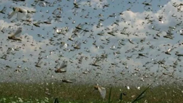 Alerta por mangas de langostas que atacaron cultivos en Santiago