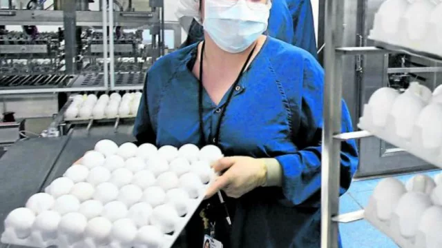 Oportunidad: avicultura, el negocio que empieza a ganar espacio en Tucumán