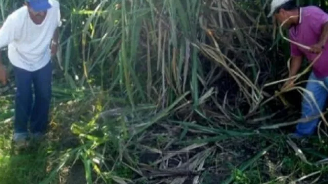 Tras la queja de los productores de berries, quieren reformular el calendario de los planes interzafra