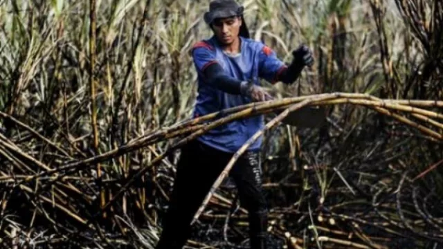 La energía con residuos de caña abre una polémica mundial: el pago por el bagazo