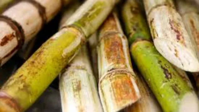 El biocombustible elaborado con maíz quedó rezagado de la caña