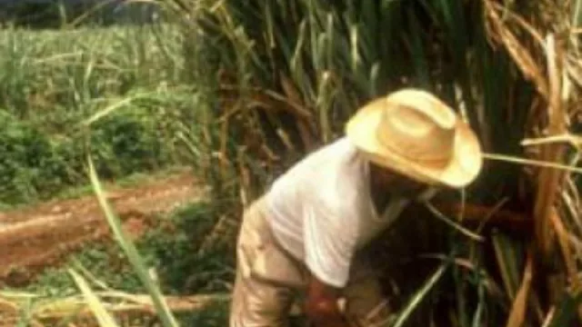 Alivio por posibilidad de exportar excedentes de azúcar y etanol