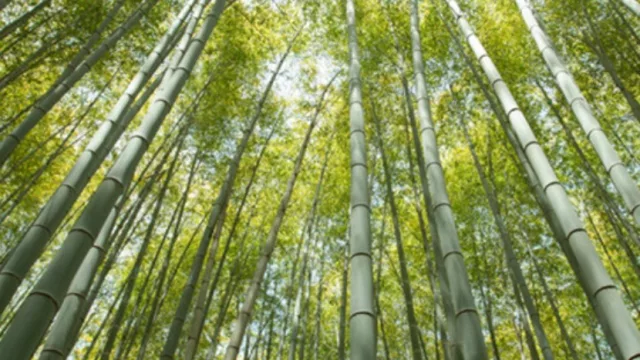 Bambú: el cultivo olvidado que posee múltiples y sorprendentes usos