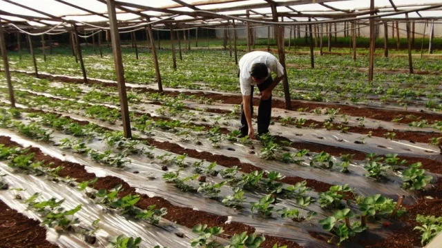 Tucumán es una máquina de crear trabajo en distintos sectores